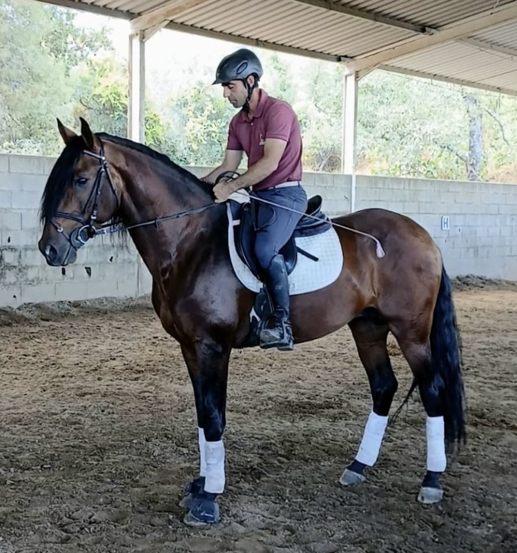 Vente de cheval : Odin